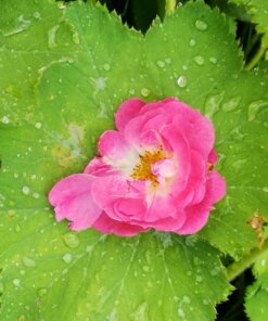 Lerne den Garten deiner Weiblichkeit kennen [Digital]